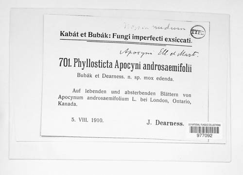 Phyllosticta apocyni-androsaemifolii image